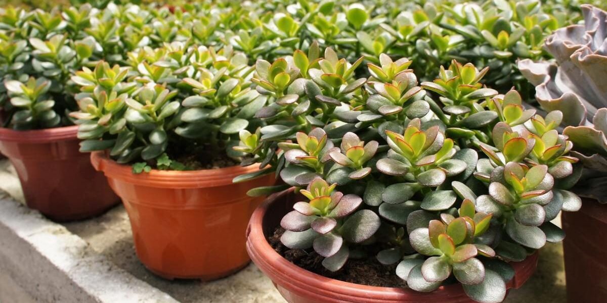 Денежное дерево в доме: как привлечь богатство и удачу