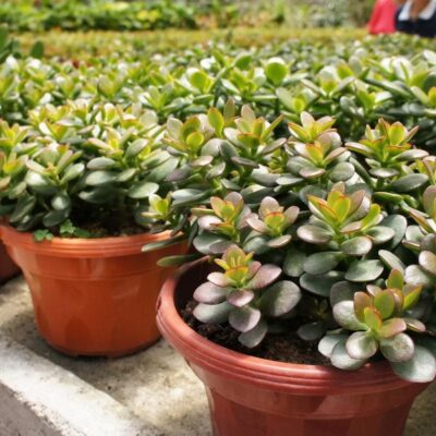 Денежное дерево в доме: как привлечь богатство и удачу