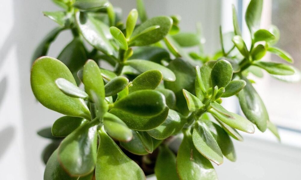 Почему у толстянки желтеют листья и как спасти денежное дерево: 3 бюджетных средства