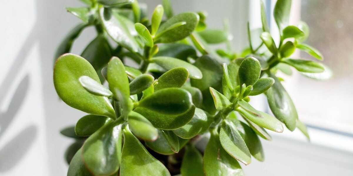 Почему у толстянки желтеют листья и как спасти денежное дерево: 3 бюджетных средства