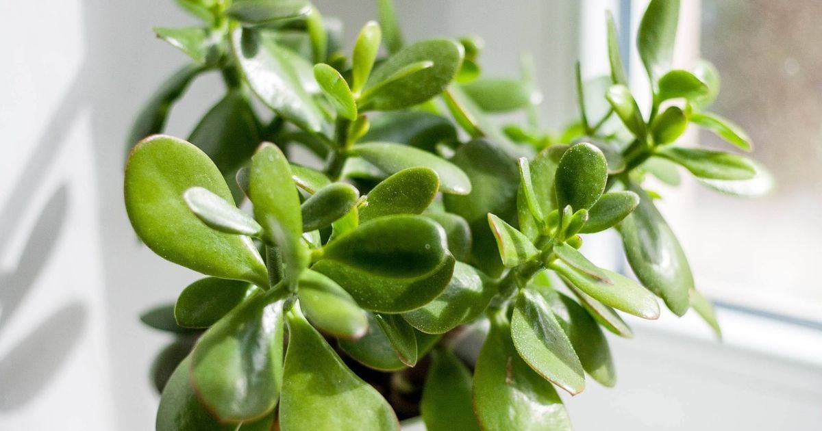 Почему у толстянки желтеют листья и как спасти денежное дерево: 3 бюджетных средства