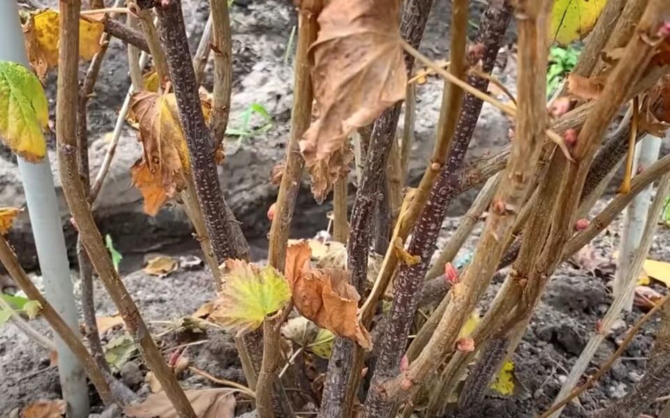 Готовим сад к зиме: 6 простых правил для хозяек