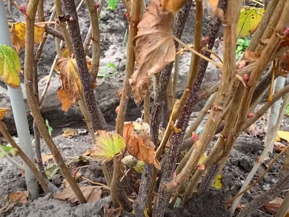 Готовим сад к зиме: 6 простых правил для хозяек