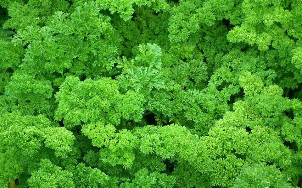 Что выгодно сажать на даче и продавать: идеи для заработка