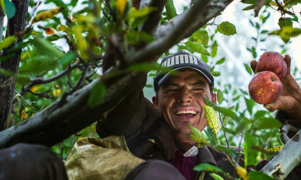 Дачные выходные: секреты пышного урожая для занятых хозяек