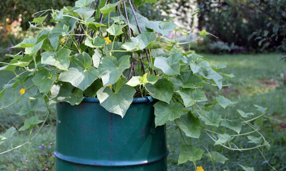 Огурцы в бочке: простой способ вырастить урожай своими руками