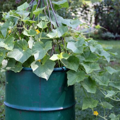 Огурцы в бочке: простой способ вырастить урожай своими руками