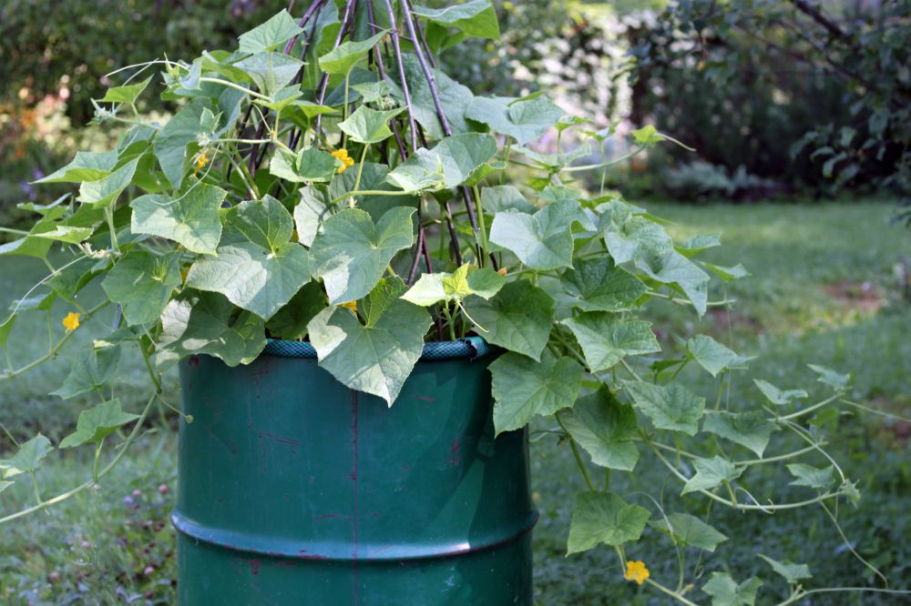 Огурцы в бочке: простой способ вырастить урожай своими руками