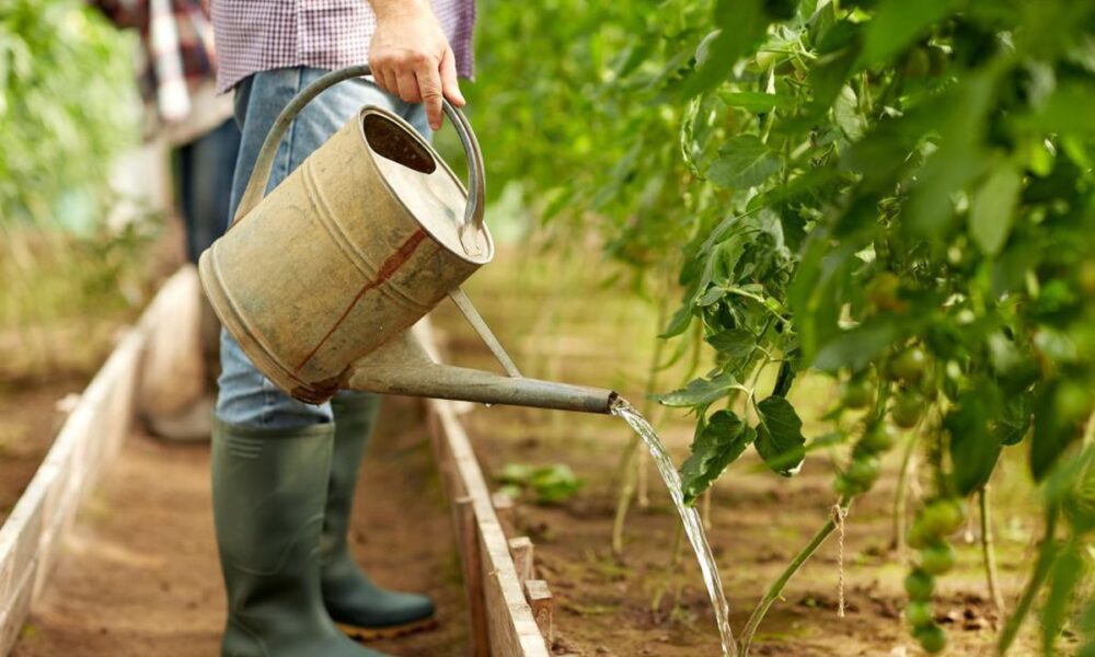 Главные ошибки при поливе помидоров: как избежать гибели урожая
