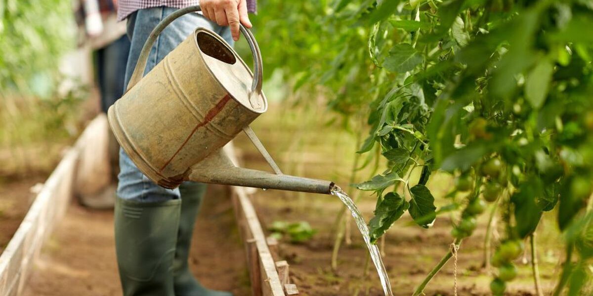Главные ошибки при поливе помидоров: как избежать гибели урожая