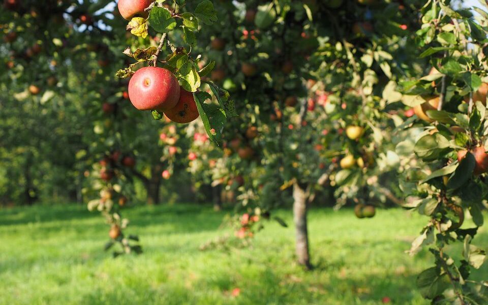 Почему не стоит стричь траву под яблоней: секреты опытных садоводов