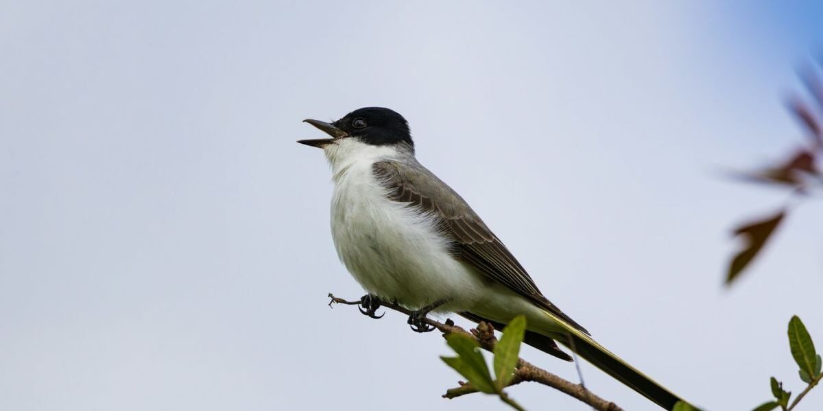 Народные приметы 25 марта: что можно и нельзя делать для вашего сада и огорода