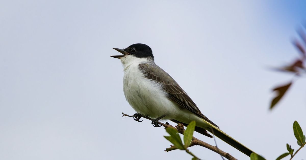 Народные приметы 25 марта: что можно и нельзя делать для вашего сада и огорода