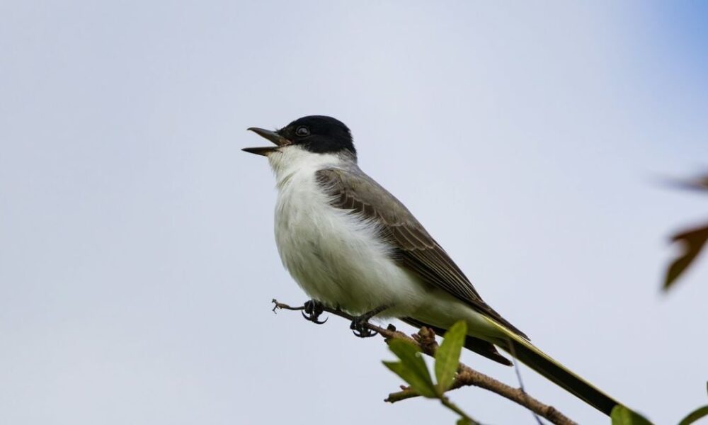 Народные приметы 25 марта: что можно и нельзя делать для уюта в доме