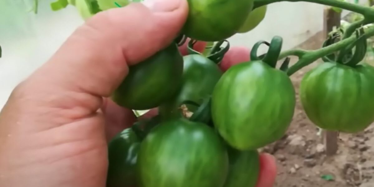 Ускоряем рост помидоров: секреты обильного урожая и яркого вкуса