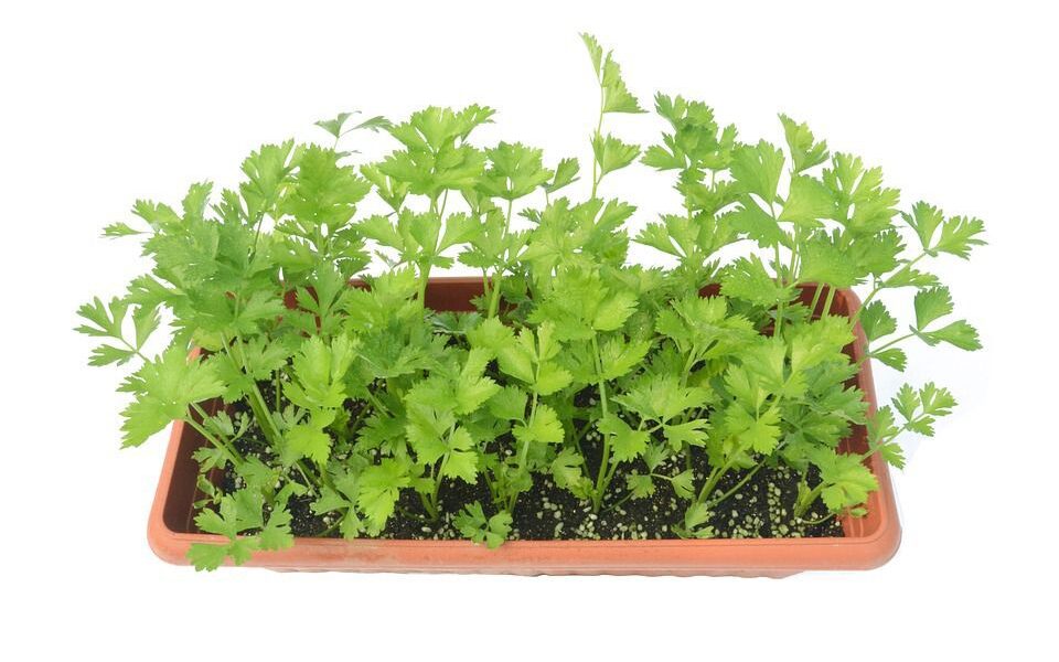 Как вырастить вкусную корневую сельдерей: секреты посадки и ухода