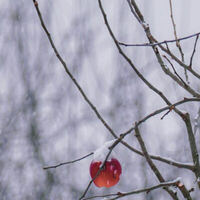 Готовим яблоню к зиме: секреты ноябрьской подкормки для богатого урожая