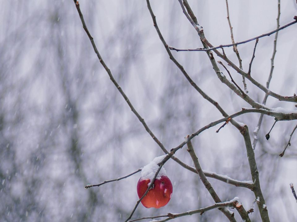 Готовим яблоню к зиме: секреты ноябрьской подкормки для богатого урожая