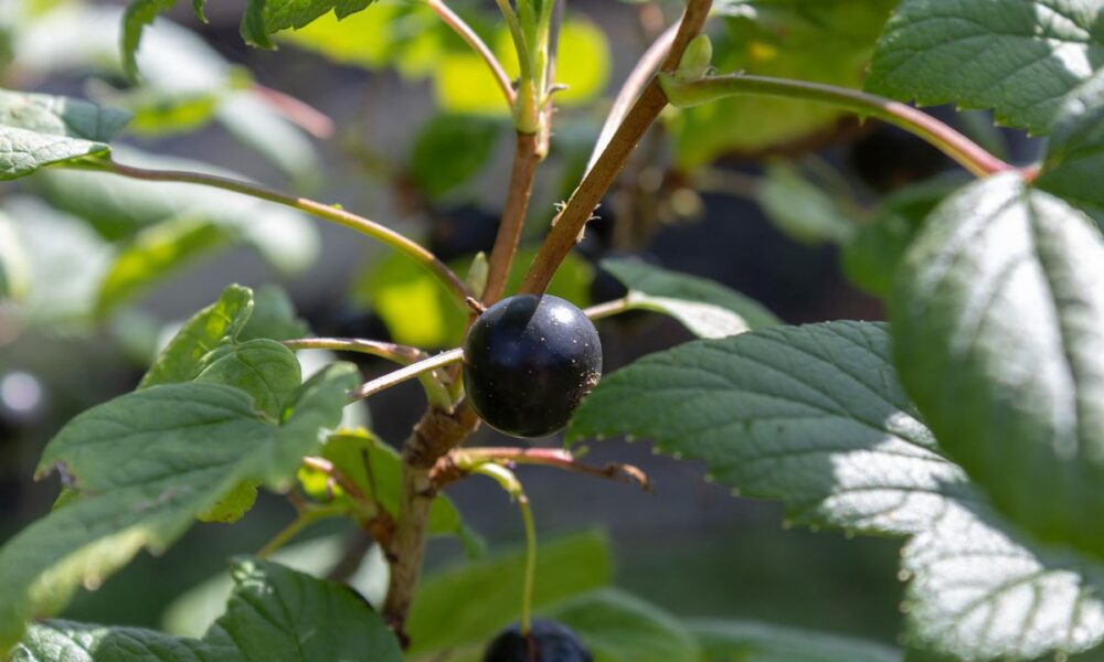 Простой тест кислотности почвы на вашей даче: секрет черной смородины