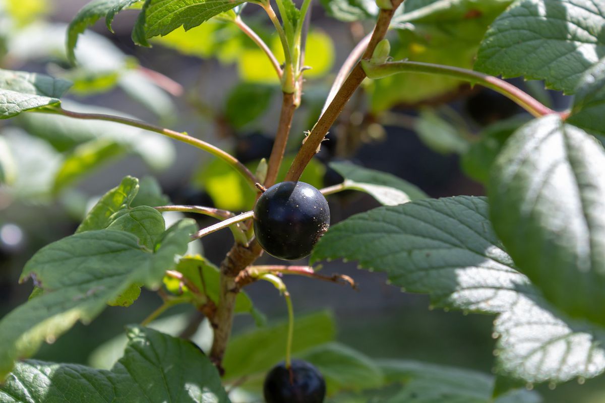 Простой тест кислотности почвы на вашей даче: секрет черной смородины