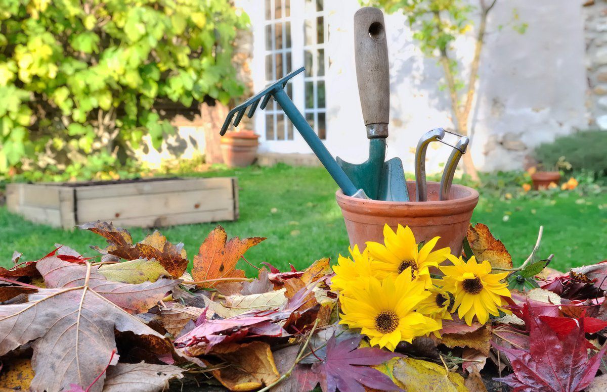 Осенние ошибки дачников: как их избежать и получить богатый урожай