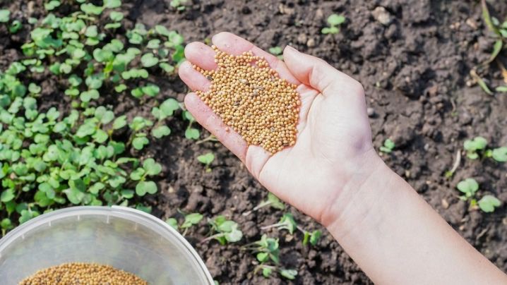 Весенний уход за садом: секреты пышного цветения и щедрого урожая