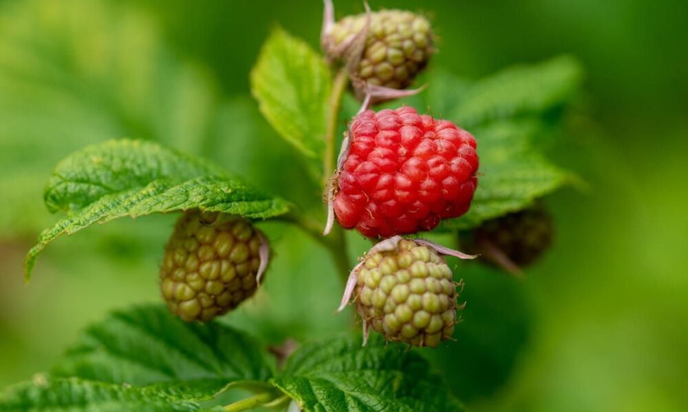 Летний уход за малиной: как обрезать кусты в июне для богатого урожая