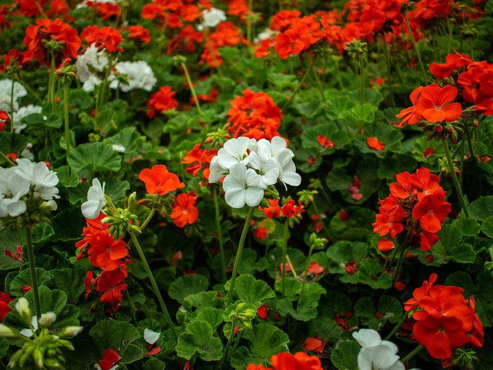 Натуральные средства от мух на даче: секреты опытных хозяек