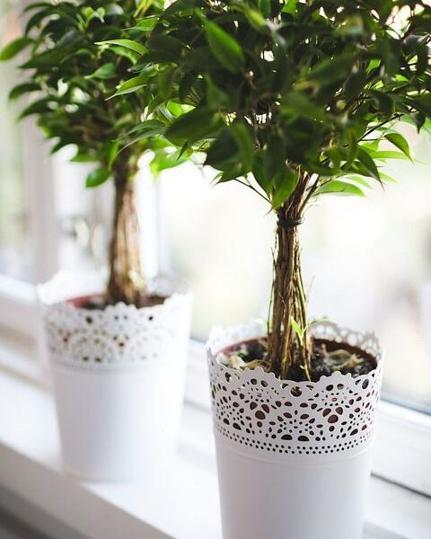 Нашатырный спирт для ваших растений: секреты ухода и польза