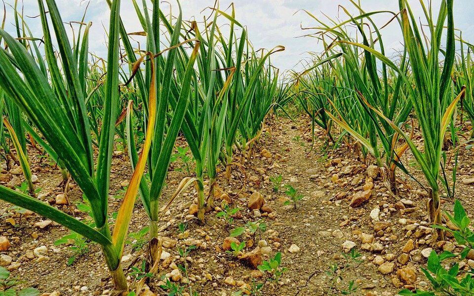 Секреты пышного чеснока: подкормка для богатого урожая до июня