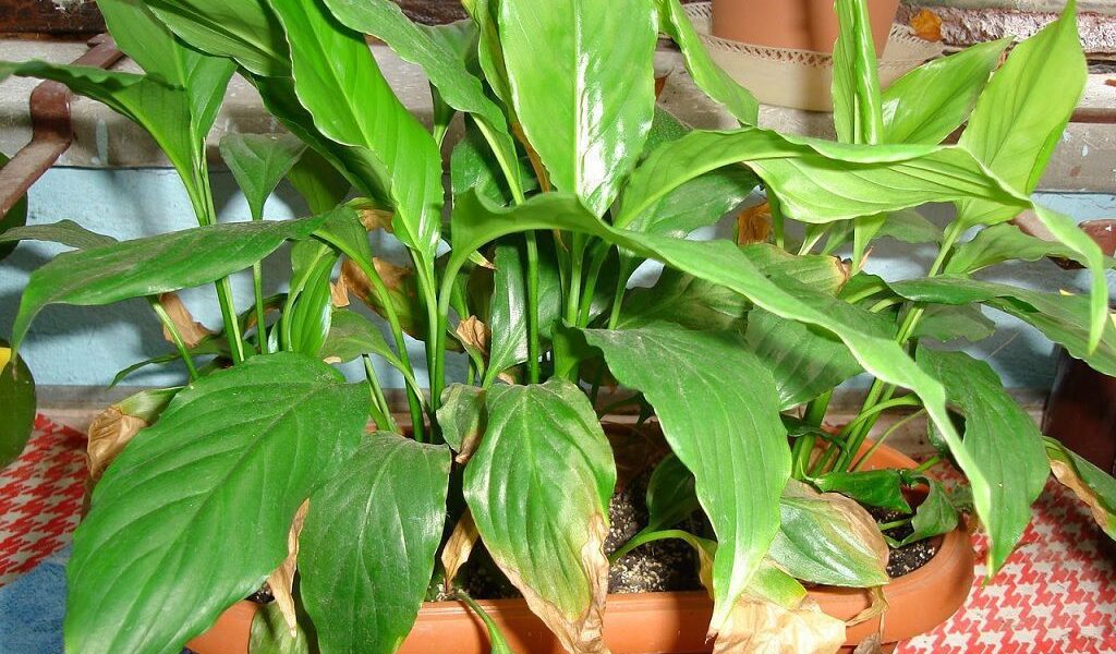 Перекормили удобрениями: 7 тревожных сигналов для ваших домашних растений