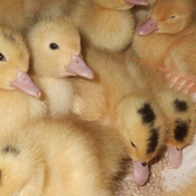 Учимся растить утят дома: секреты тепла и света для малышей