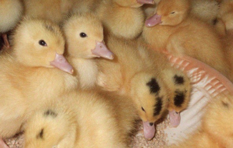 Учимся растить утят дома: секреты тепла и света для малышей