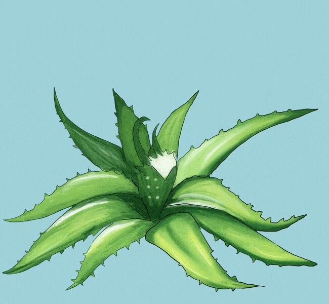 Алоэ от прыщей: секреты красоты звезд для вашей кожи