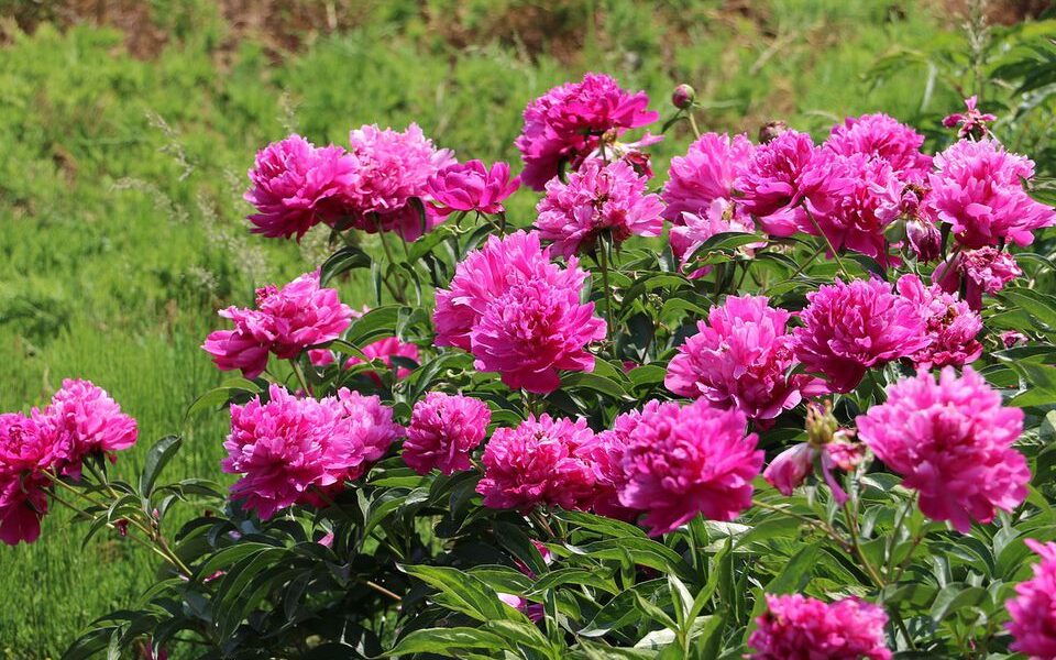 Цветущие пионы: секреты пышного сада и ухода за вашими любимыми цветами