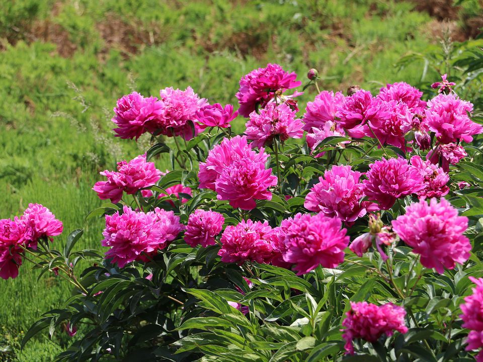 Цветущие пионы: секреты пышного сада и ухода за вашими любимыми цветами