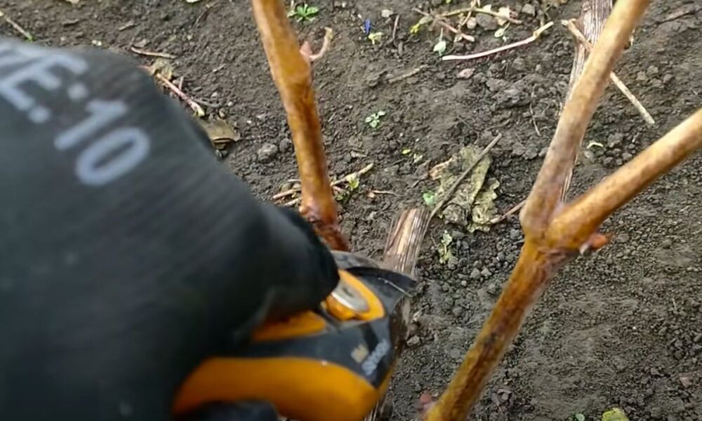 Обрезка винограда: легкое руководство для новичков в саду