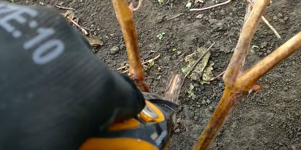 Обрезка винограда: легкое руководство для новичков в саду