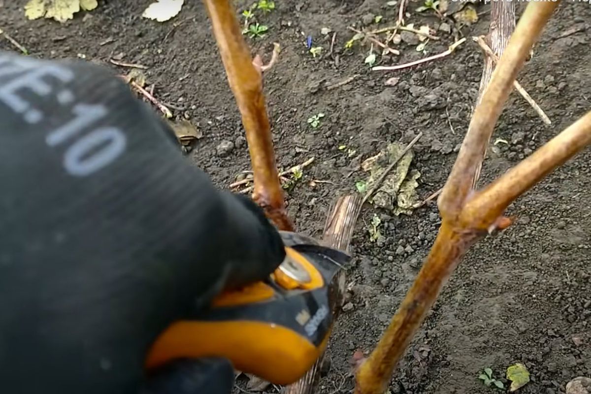 Обрезка винограда: легкое руководство для новичков в саду