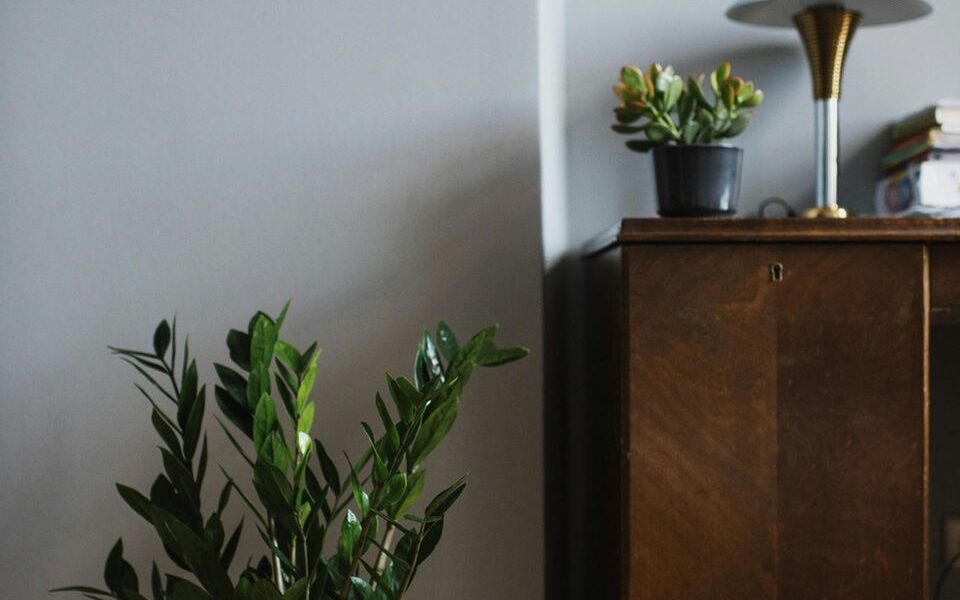 Секреты выращивания долларового дерева: пышная зелень без солнца