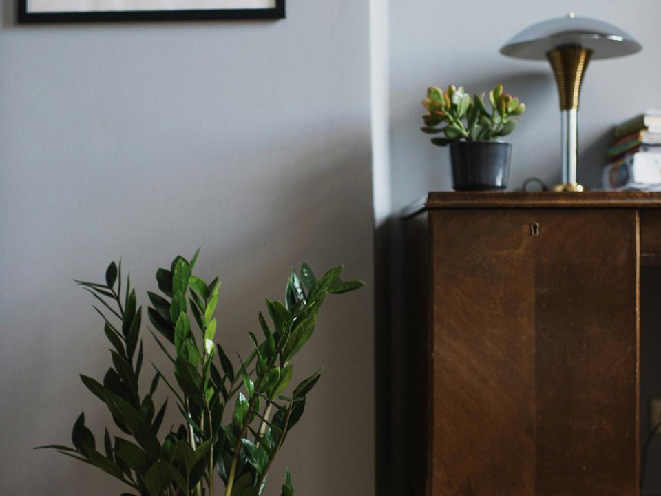 Секреты выращивания долларового дерева: пышная зелень без солнца