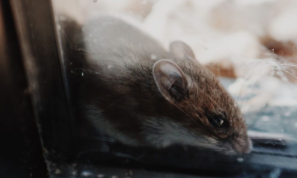 Как избавиться от грызунов на даче и в доме: проверенные методы