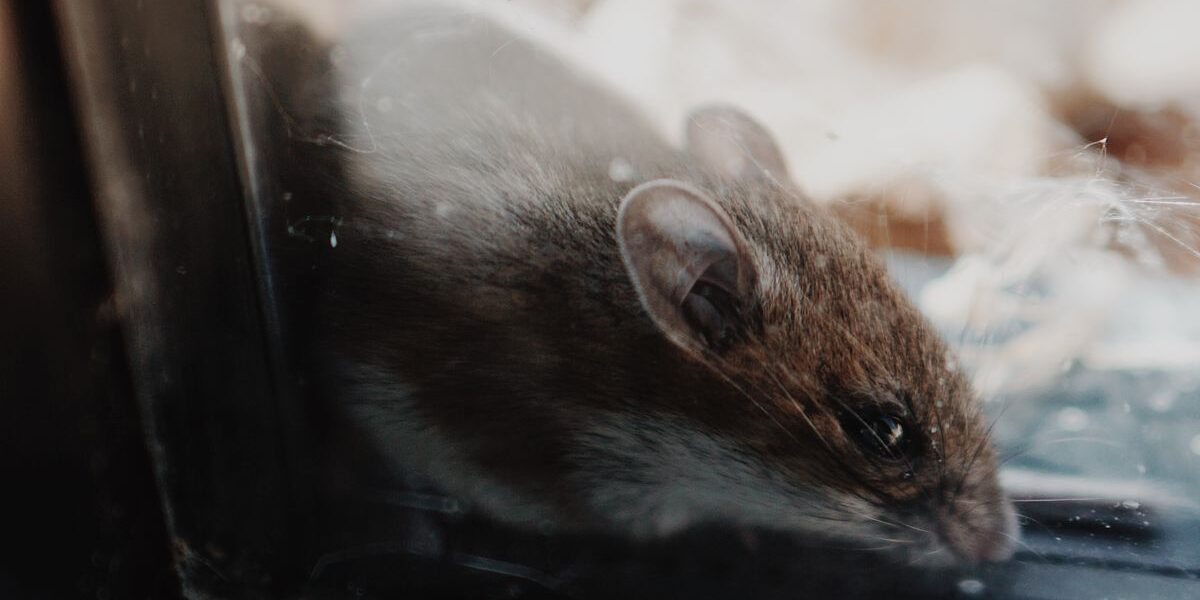 Как избавиться от грызунов на даче и в доме: проверенные методы