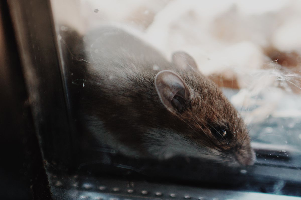 Как избавиться от грызунов на даче и в доме: проверенные методы