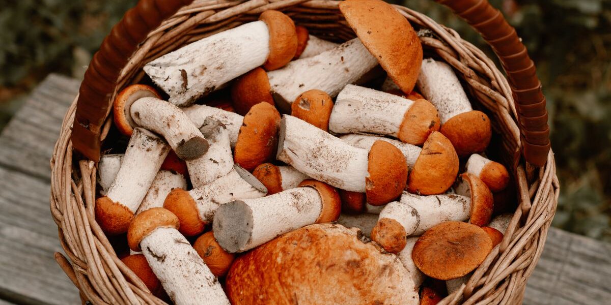 Лесные грибы на даче: выращиваем урожай своими руками