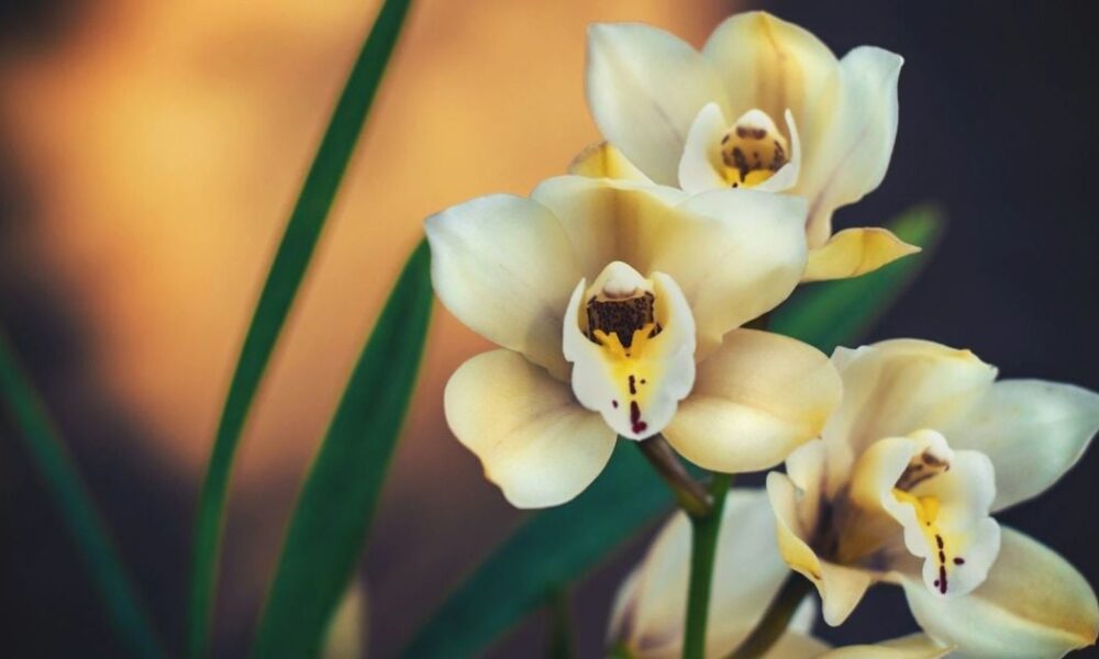 Новый грунт для орхидей: забудем о мошках и насладимся пышным цветением каждый день