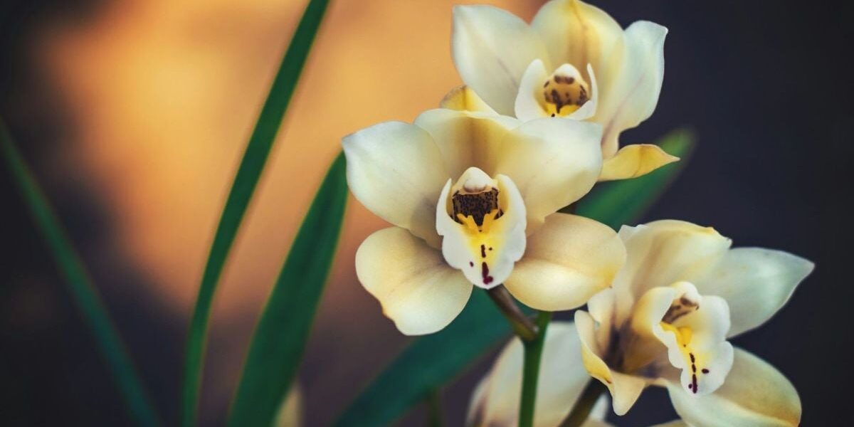 Новый грунт для орхидей: забудем о мошках и насладимся пышным цветением каждый день