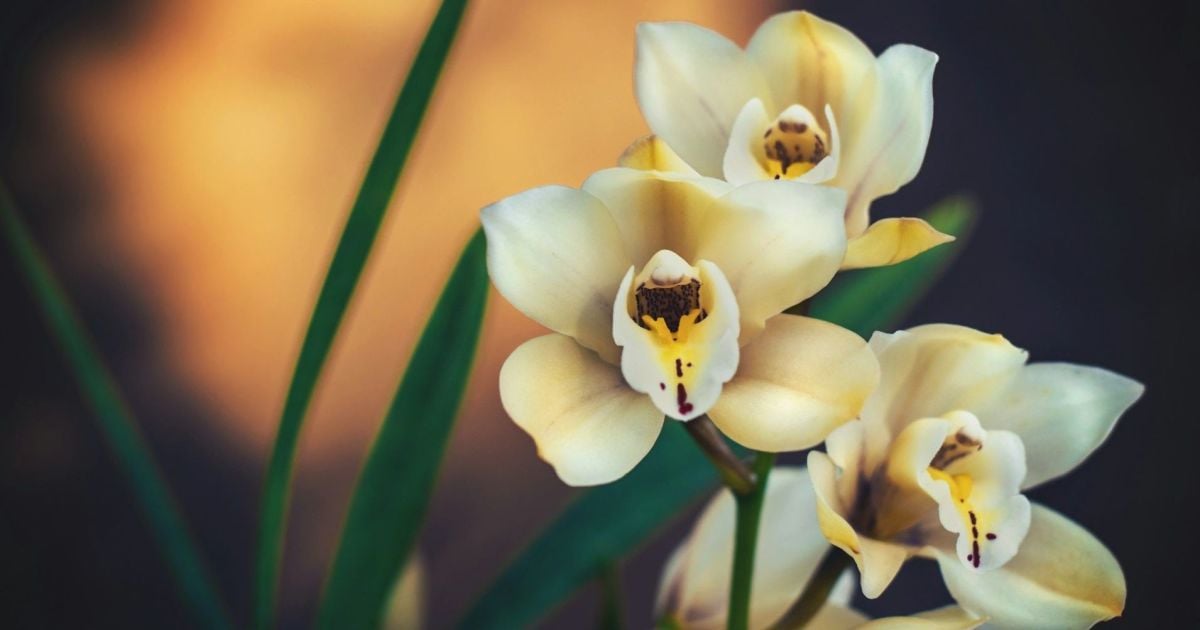 Новый грунт для орхидей: забудем о мошках и насладимся пышным цветением каждый день