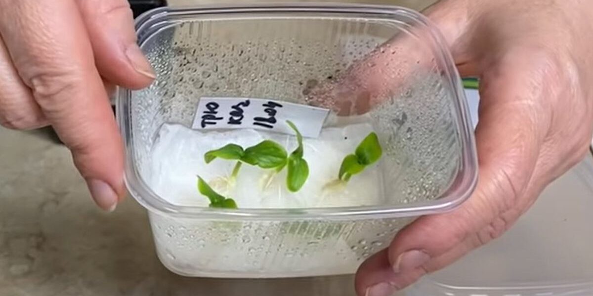 Быстрая рассада огурцов без земли: секрет урожая за 5 дней