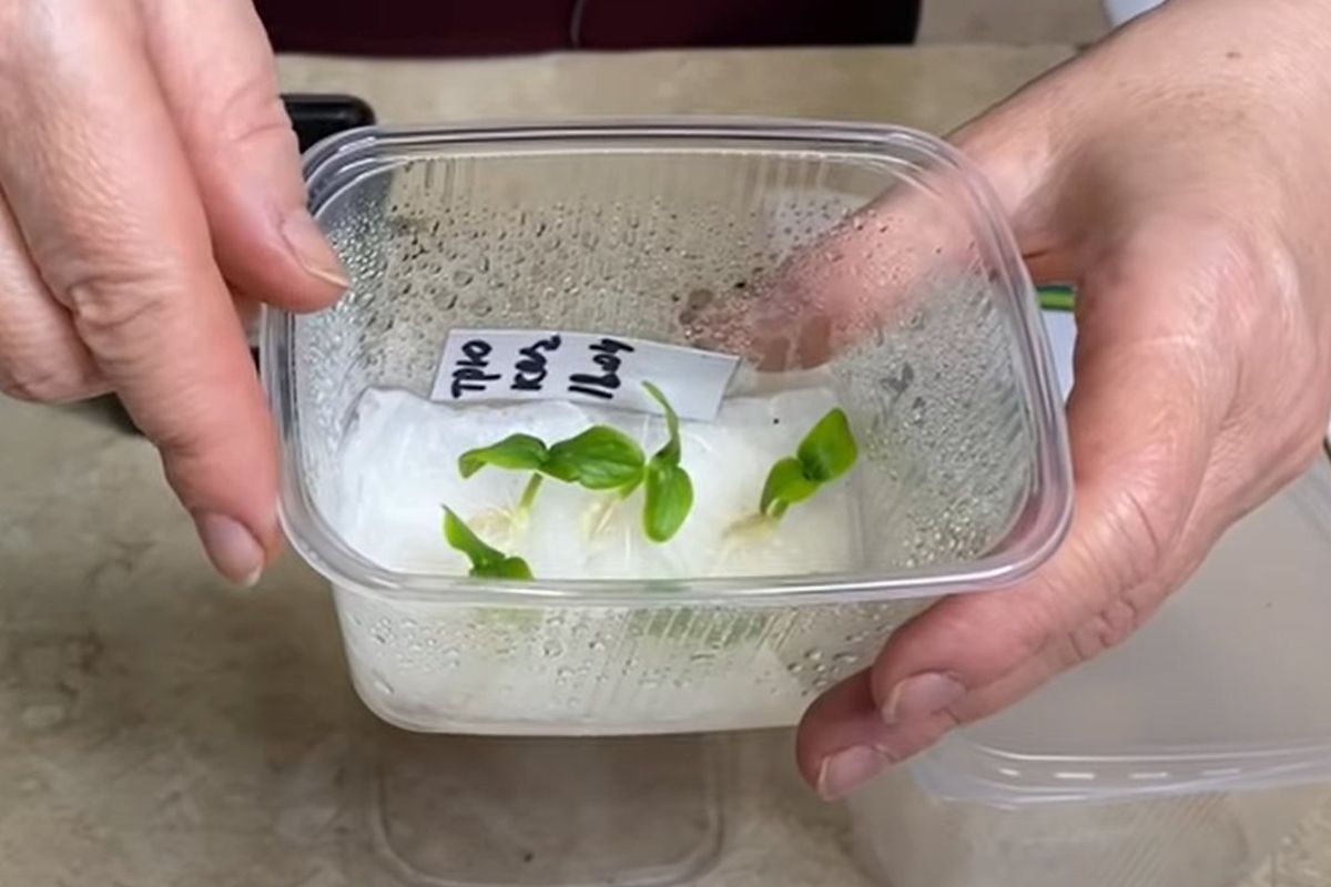 Быстрая рассада огурцов без земли: секрет урожая за 5 дней